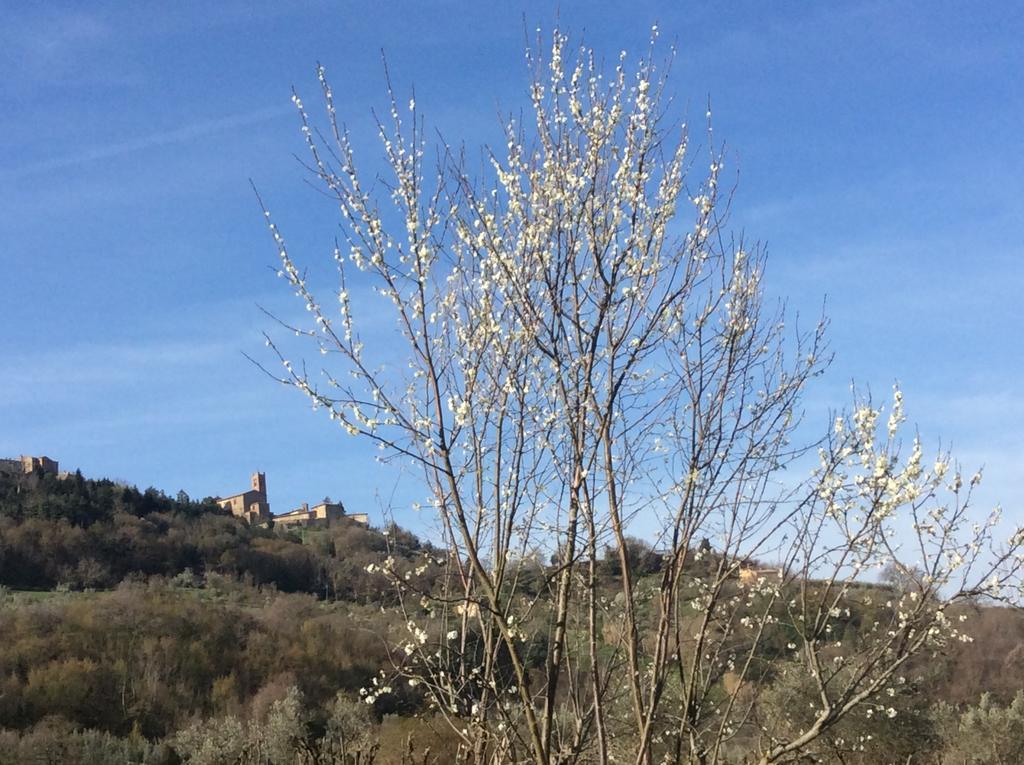Agriturismo Le Canterie Radicondoli Luaran gambar